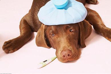 《枯瑟信仰：放逐者》动画被指抄袭《艾尔登法环》